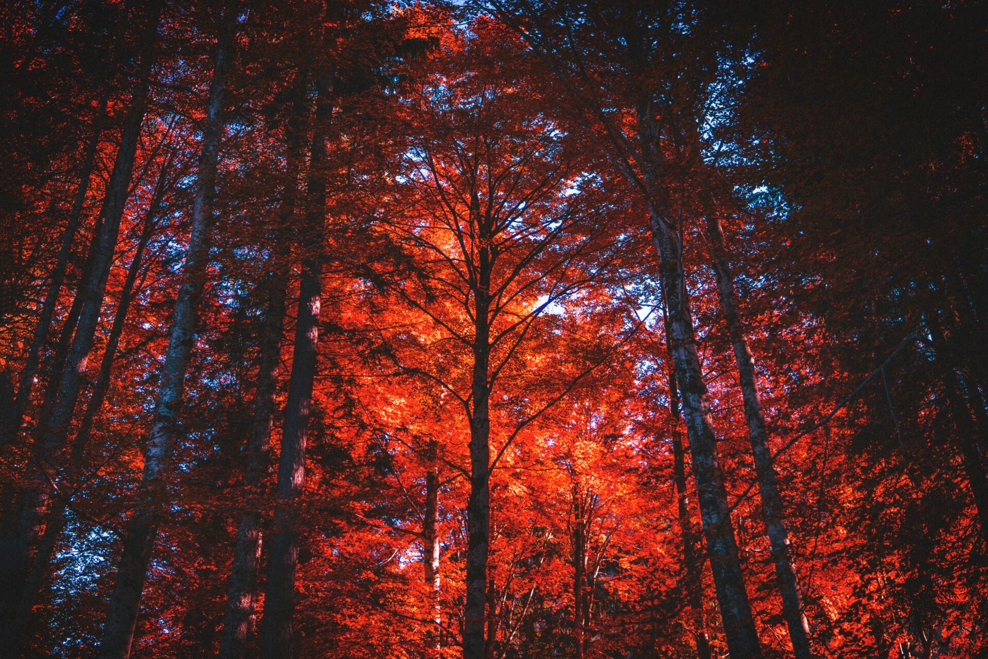 Shadow Self Integration: Inside The Vulnerable Is Beautiful
