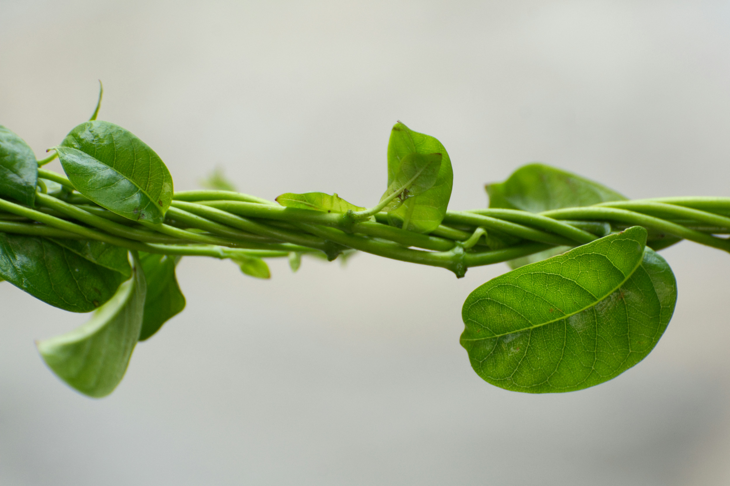 plants growing together
